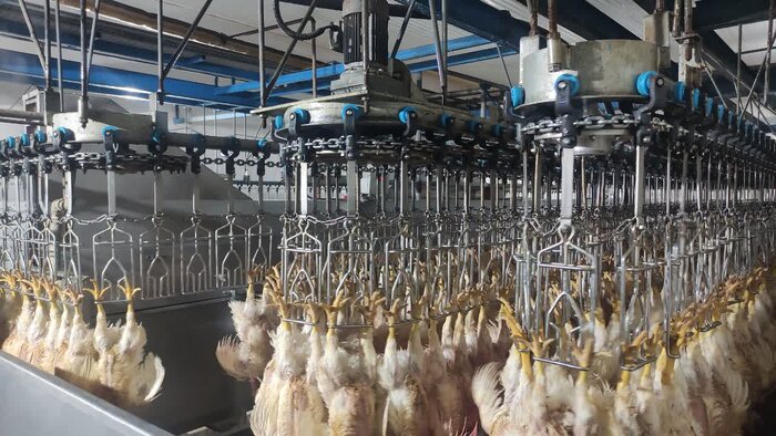 نخستین خط ۲ کشتارگاهی طیور چهارمحال و بختیاری راهاندازی شد