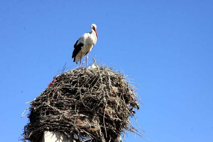 استفاده از ظرفیتهای محلی راهبرد توسعه روستاهای بروجرد