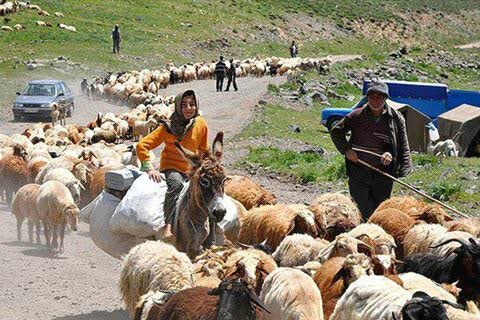 معاون فرماندار: شمیرانات در دشت لار میزبان ۵۵۰ خانواده عشایر و ۶۸ زنبوردار است