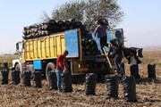 بیش از ۳.۷ میلیون تن محصولات کشاورزی در خوزستان جابجا شده است