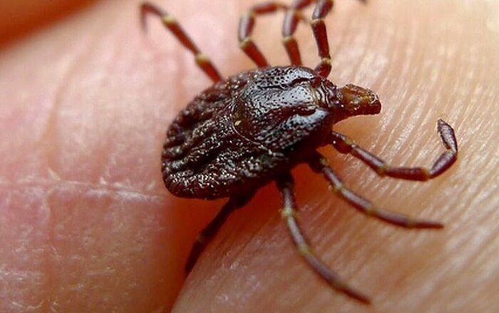 «تب کریمه»؛ خون آلود و مرگبار در کمین دام قربانی