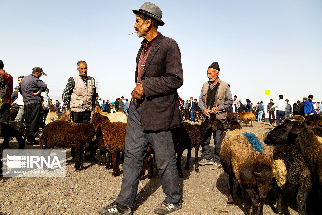 جزئیات عرضه دام قربانی در بجنورد