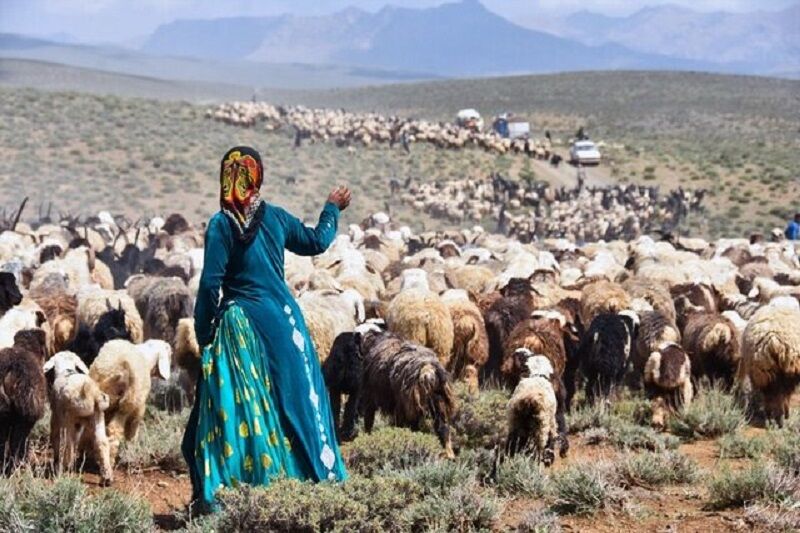 عشایر سیستان و بلوچستان سالانه ۴۰۰ تن گوشت تولید می‌کنند