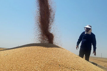 استان اردبیل ظرفیت ذخیره ۳۲۰ هزار تن گندم را دارد