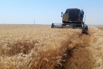 خرید تضمینی گندم در خراسان جنوبی ۳۲ درصد افزایش یافت