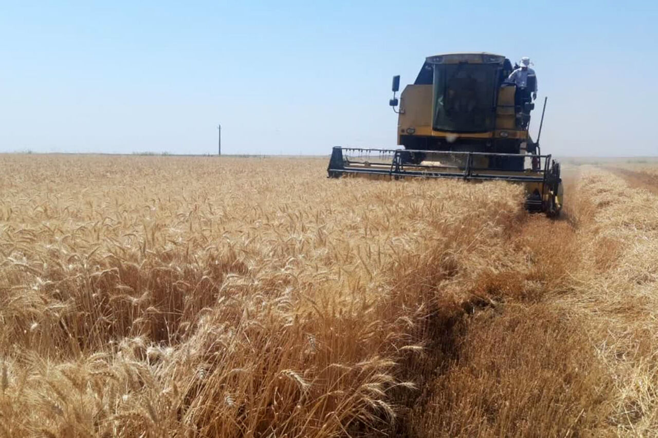 ۳۵ هزار تن گندم در تایباد خراسان رضوی تولید شد