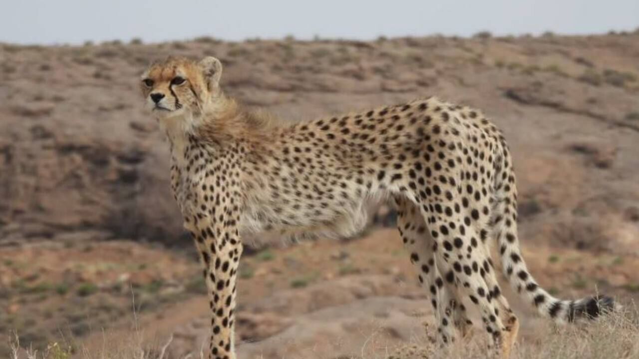 حمایت دولت از یوز ایرانی با تخصیص ۱۰ میلیارد ریال به منطقه حفاظت شده نایبندان طبس حمایت دولت از یوز ایرانی با تخصیص ۱۰ میلیارد ریال به منطقه حفاظت شده نایبندان طبس