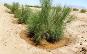 اجرای عملیات بیابان‌زدایی در ۶۰ هزار هکتار کانون ریزگرد خوزستان