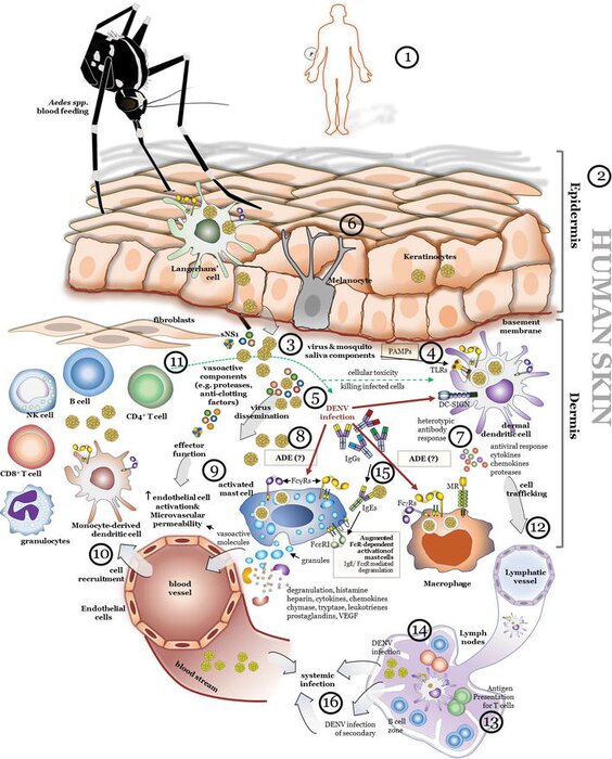 هر آنچه باید در مورد تب دنگی بدانید