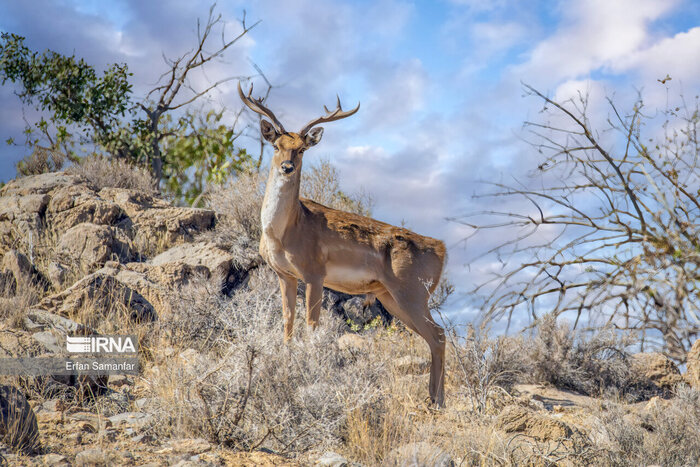 ۸۶ گونه جانوری کشور در معرض خطر انقراض/۲۳ گونه برنامه عمل دارد