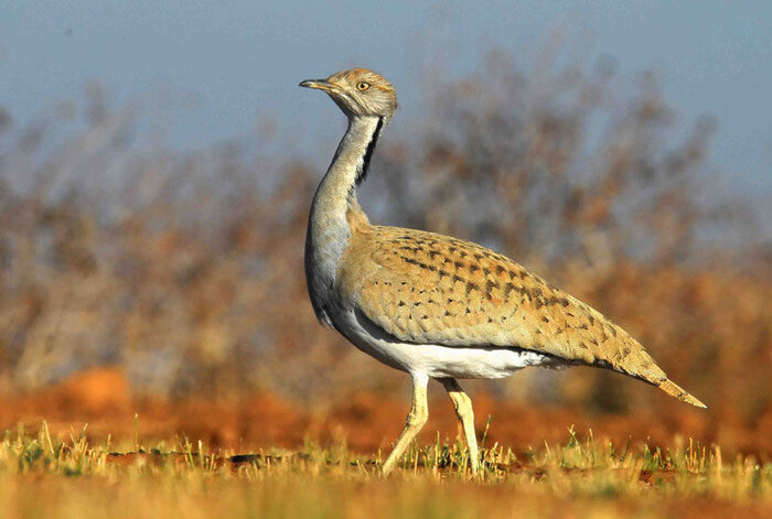 ۸۶ گونه جانوری کشور در معرض خطر انقراض/۲۳ گونه برنامه عمل دارد