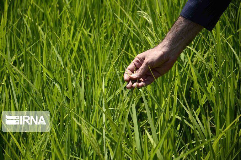 ظهور نخستین خوشه برنج در شالیزارهای ساری