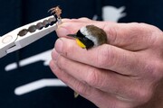 حلقه گذاری پرندگان در زیستگاه های آذربایجان‌غربی آغاز شد