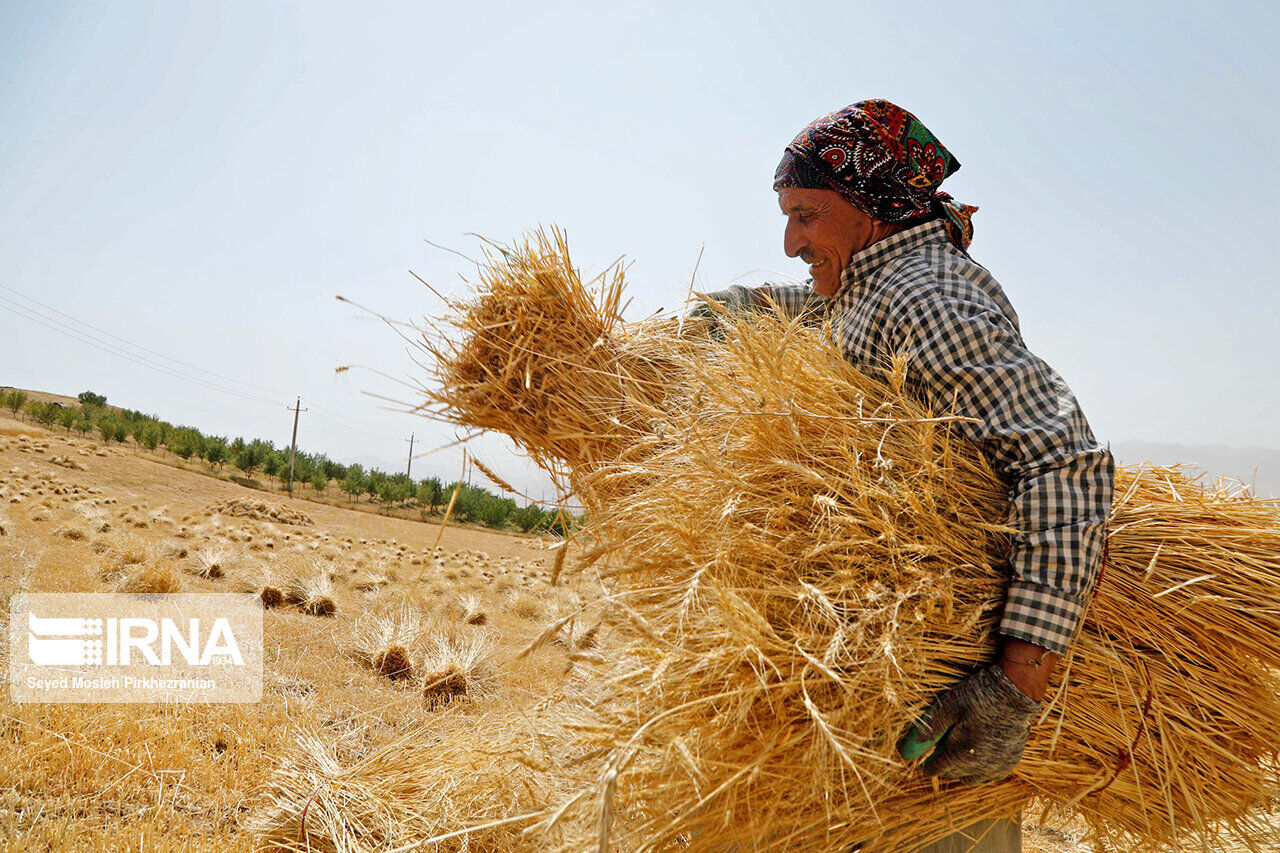 خرید ۱۱ هزار تن گندم از کشاورزان میاندورودی