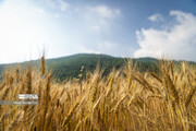 افزایش ۴۰ درصدی تولید گندم در مریوان
