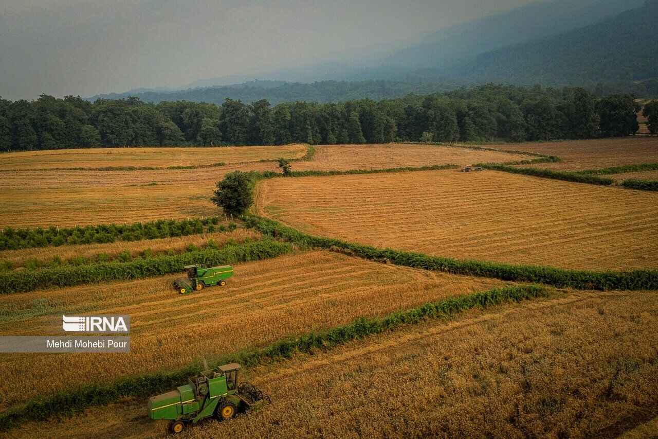 Temporada de cosecha de trigo