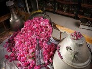 ۶۰ درصد گل‌محمدی تولیدی خراسان رضوی به گلاب تبدیل شد