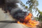 ۱۵ کیلومتر از درختان حاشیه جاده شوش در آتش‌ سوخت