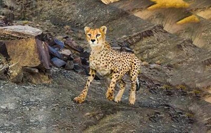 تولید جنین در محیط آزمایشگاهی، راهبردی در کنار حفاظت از زیستگاه یوزپلنگ 2 تولید جنین در محیط آزمایشگاهی، راهبردی در کنار حفاظت از زیستگاه یوزپلنگ