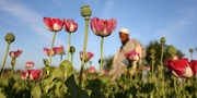 سازمان ملل: برنامه‌های طالبان برای کاهش تولید تریاک در افغانستان موفقیت‌آمیز بود