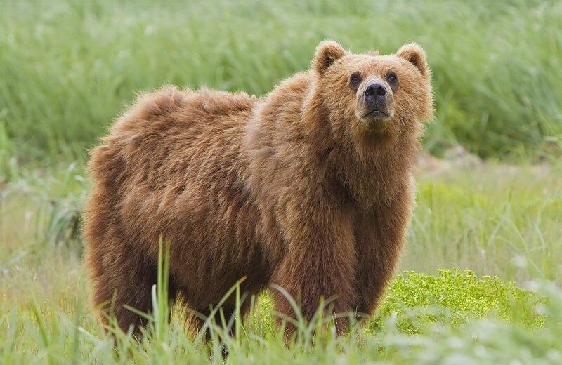 شکارچی خرس قهوه ای در کلیبر جریمه شد شکارچی خرس قهوه ای در کلیبر جریمه شد