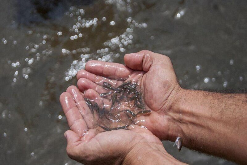 شش میلیون ماهی سفید در رودخانه های آستارا رهاسازی شد + فیلم