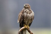 پرنده شکاری «سارگپه» در منطقه حفاظت شده کرکس نطنز رهاسازی شد