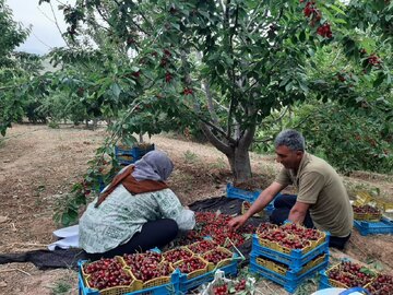 پیش‌بینی برداشت ۱۷۰ تُن گیلاس و آلبالو در آزادشهر