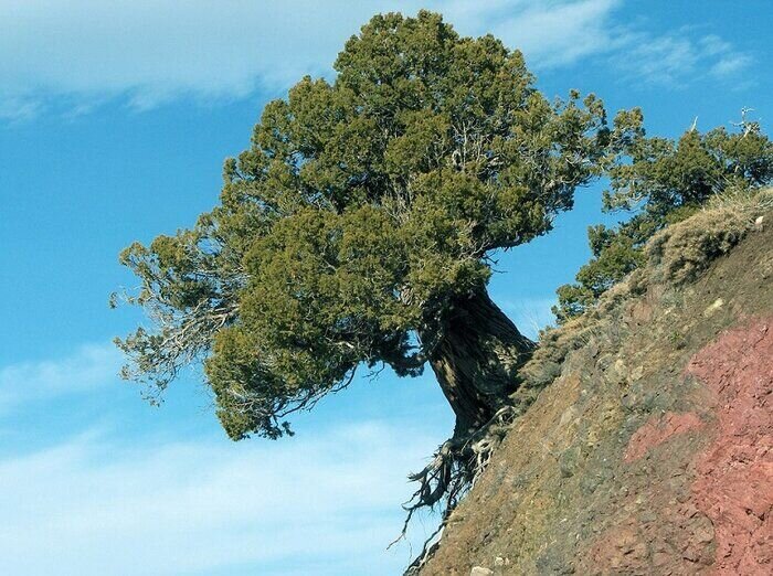 مصاحبه تفصیلی | چرا حال جنگلهای ایران خوب نیست؟