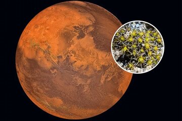کشف گیاهی که ممکن است در مریخ رشد کند