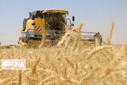 پیش‌بینی برداشت ۱۳۰ هزار تن گندم در دهلران