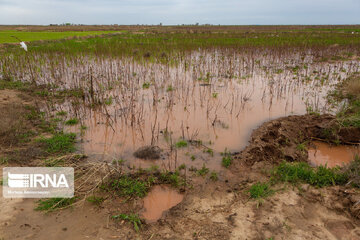 حوادث طبیعی هفت هزار میلیارد ریال به کشاورزی شیروان خسارت زد