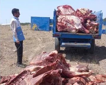 نابودسازی بیش از ۱.۵ تن گوشت آلوده در جغتای خراسان رضوی