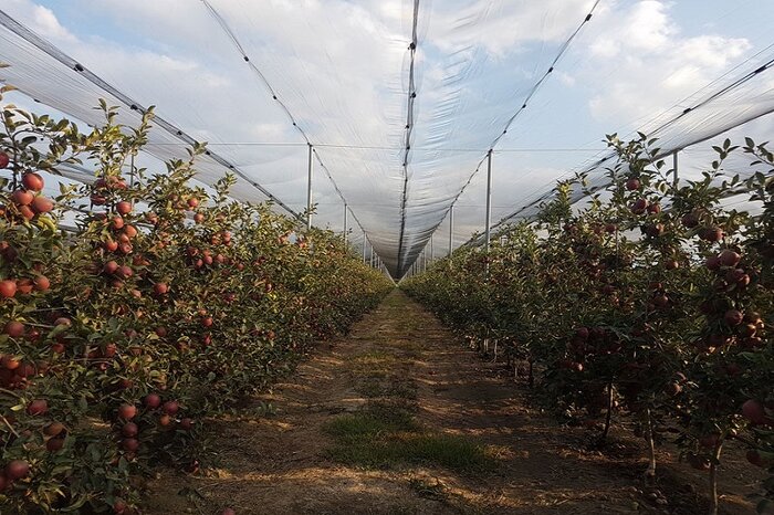 وزیر جهاد کشاورزی: ایران در ۳۰ محصول باغی رتبههای اول تا دهم دنیا را دارد
