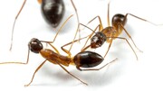 باور نکردنی، ولی واقعی؛ مورچه‌ها هم‌نوعانشان را «جراحی» می‌کنند