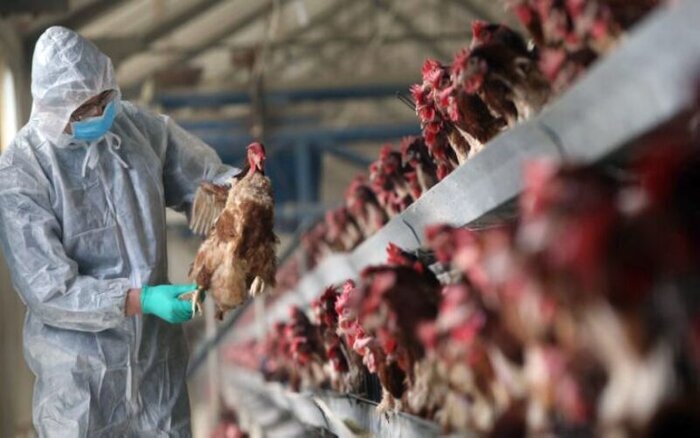 طرح پایش آنفلوآنزای فوق حاد پرندگان در مازندران آغاز شد