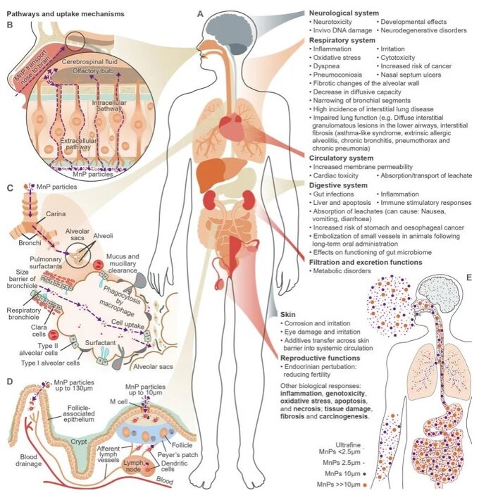 جذب ذرات ریزپلاستیک خطر سرطان، دیابت و بیماری قلبی را افزایش داده است