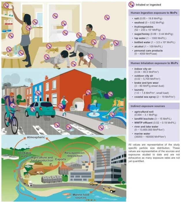 جذب ذرات ریزپلاستیک خطر سرطان، دیابت و بیماری قلبی را افزایش داده است
