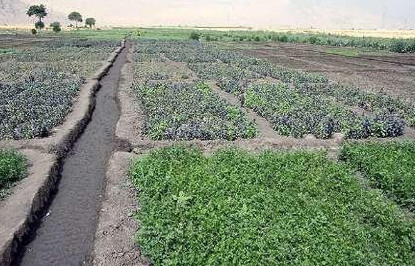 برداشت چهار هزار و ۲۰۰ تن سبزی و صیفی‌جات تابستانه در خرمشهر