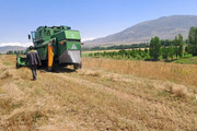 پیش‌بینی تولید ۷۰ تن دانه روغنی کاملینا در استان اردبیل