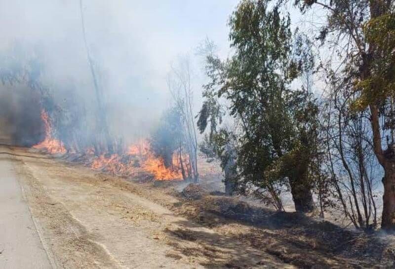 آتش سوزی درختان حاشیه جاده قمصر مهار شد