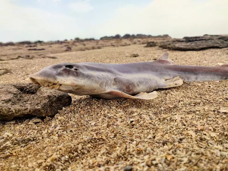 جزیره ام الکرم بوشهر؛ موطن پرندههای بدون مرز