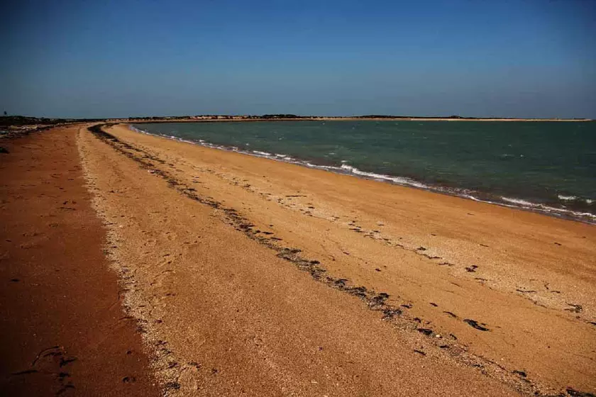 جزیره ام الکرم بوشهر؛ موطن پرندههای بدون مرز