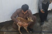 بزغاله وحشی مجروح شده توسط شکارچیان در پاوه از مرگ رها یافت