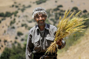 ۵۳ همت از مطالبات گندمکاران پرداخت شد/ افزایش ۱۱ درصدی خرید تضمینی گندم