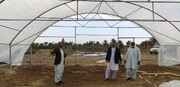 بخش خصوصی ۱۲۵ میلیارد ریال برای ساخت گلخانه در مهرستان سرمایه گذاری کرد