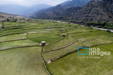 کشت پلکانی شالی