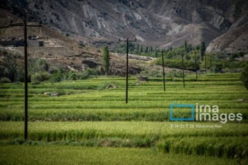 کشت پلکانی شالی