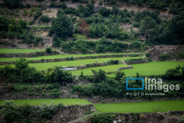 کشت پلکانی شالی