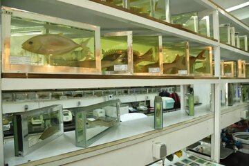 وجود ۷۷۰ نمونه‌ جانوری در کلکسیون جانوران دریایی واحد علوم و تحقیقات
